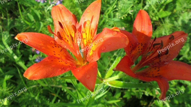 Nature Summer Forest Flowers Saranki