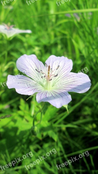 Nature Summer Forest Flower Grass