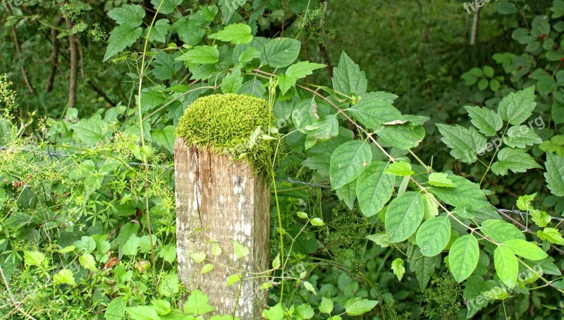 Wooden Posts Post Barbed Wire Fence Pasture