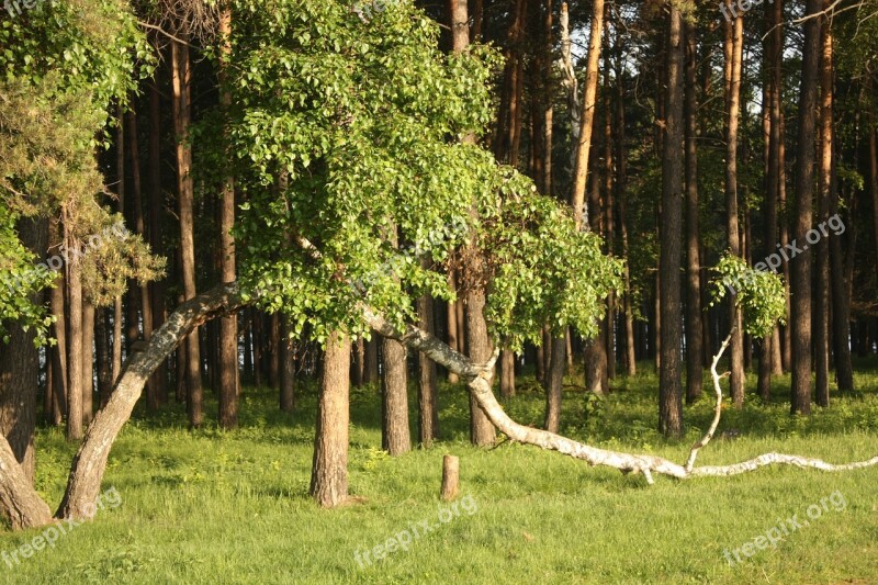 Bow Birch Russian Forest Free Photos