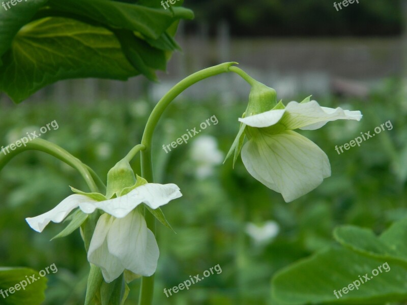 Flower Pea Field Cultivation Grass