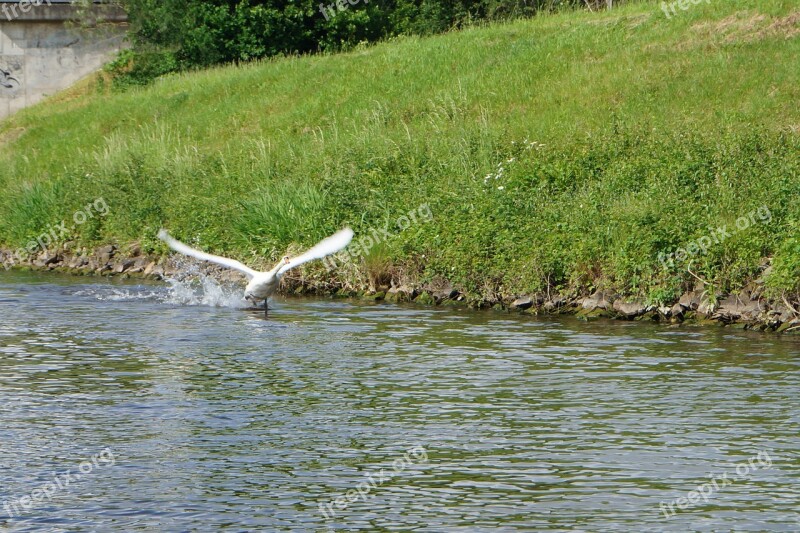 Swan Water Flies Water Bird Nature