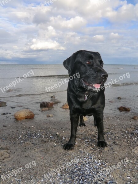 Labrador Dog Pet Animal Sea