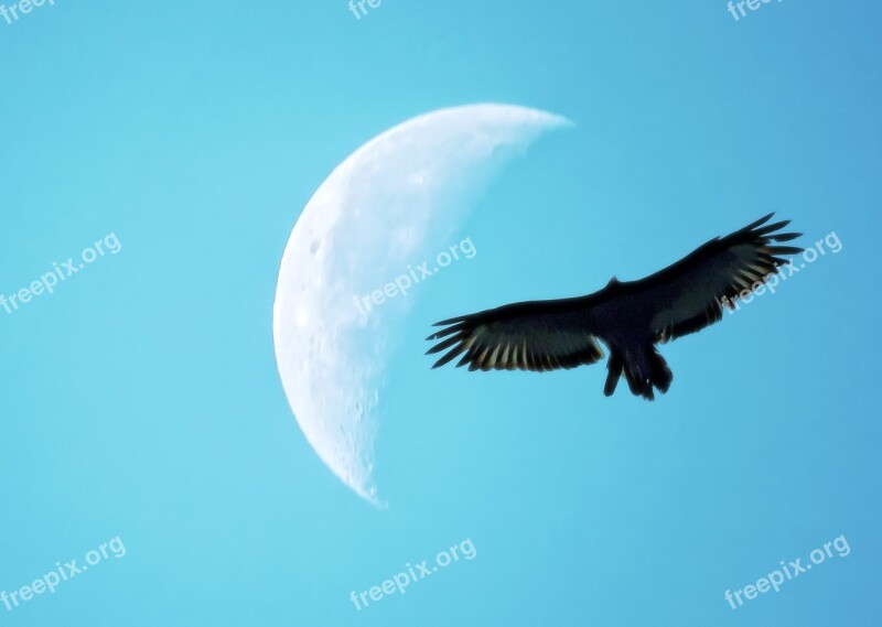 Quarter Moon Bird Silhouette Flight Free Photos