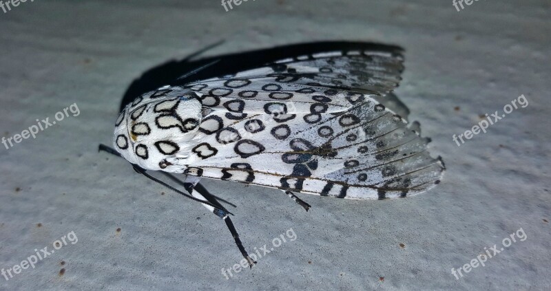 Moth Giant Leopard Moth Insect Insectoid Wings