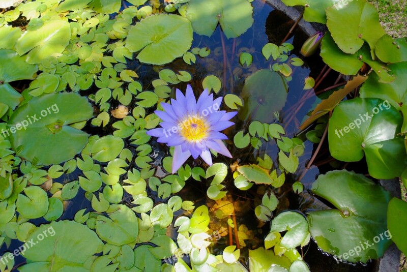 Water Lily Lily Pond Lily Pad Green Leaves