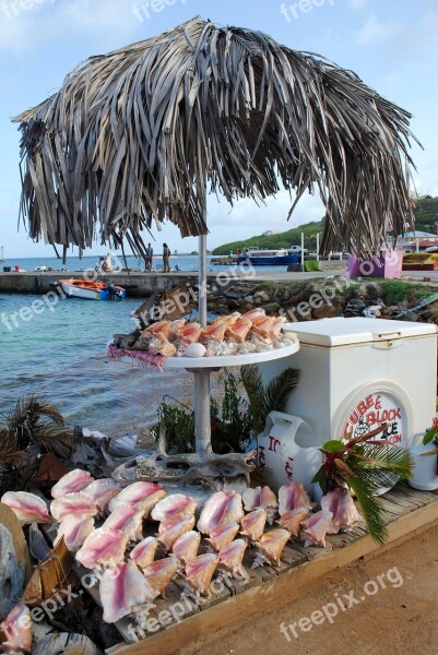 Souvenir Shells Conch Tropical Water