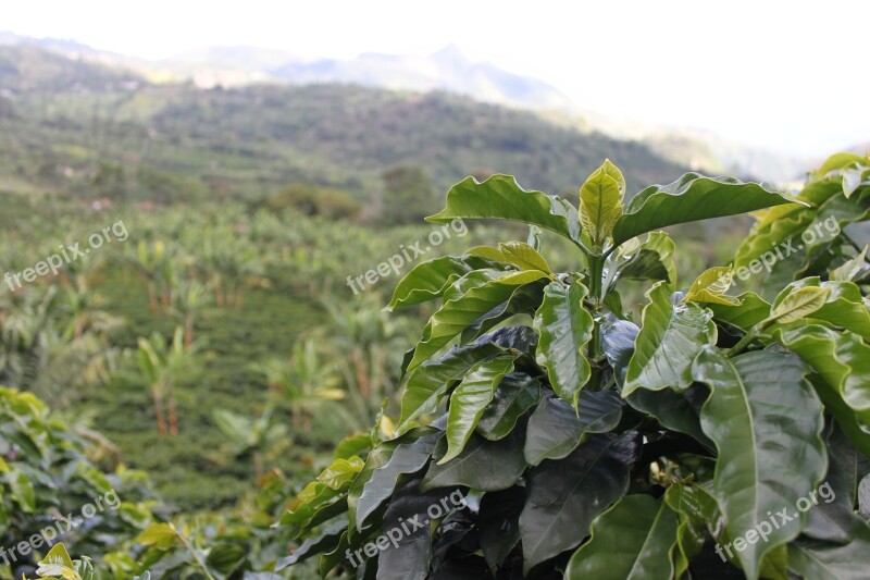 Coffee Colombia Green Coffee Grains Harvest