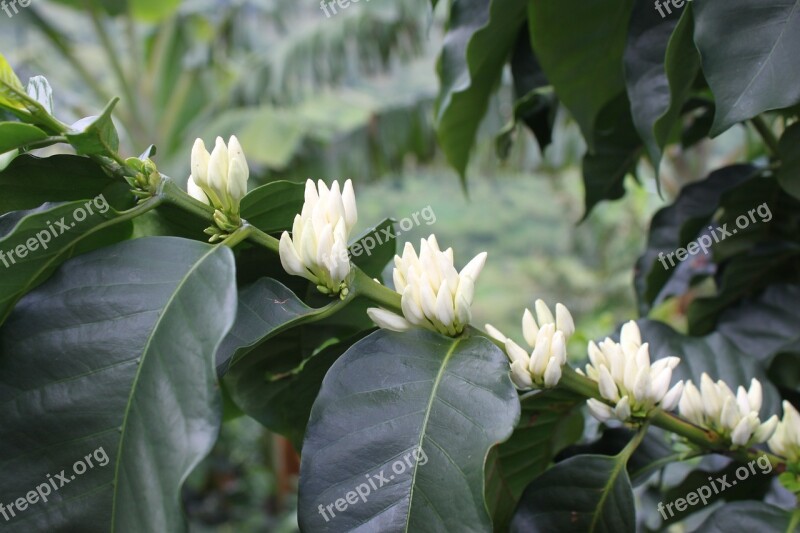 Brown Flower Coffee Free Image Colombia Coffee Cultivation