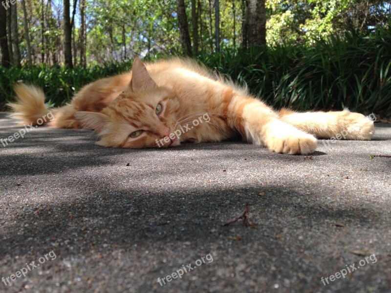 Cat Kitty Lazy Outdoors Relax