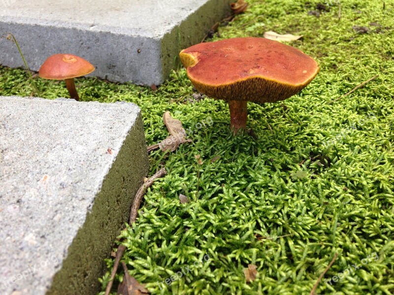 Botanical Mushroom Nature Moss Fungus