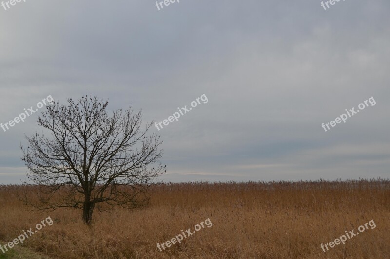 Island Of Usedom Tree Field Landscape Fields