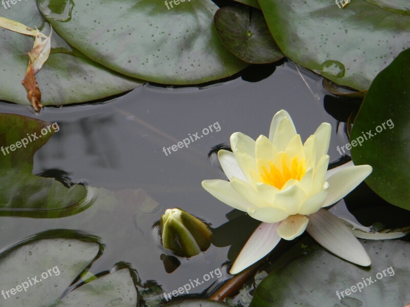 Water Lily White Water Lily Pond Free Photos