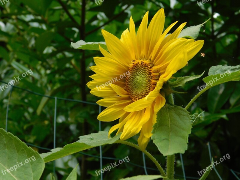 Sunflower Private Garden Summer Free Photos