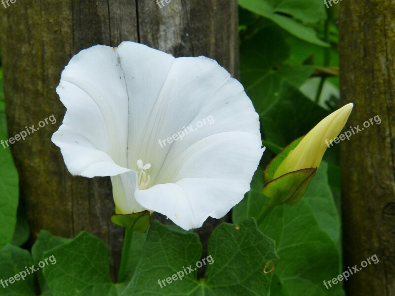 Bindweed Winds Trichterförmig White Funnel Flower