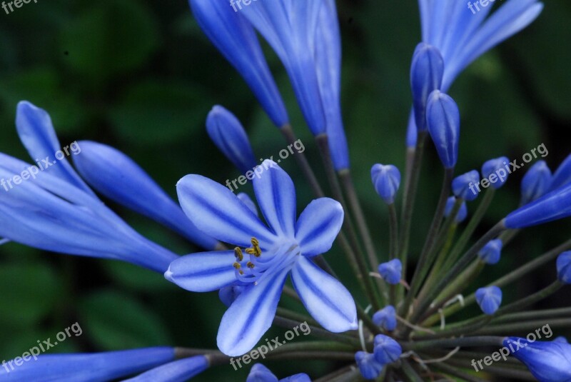 Flower Blue White Nature Agapanthus