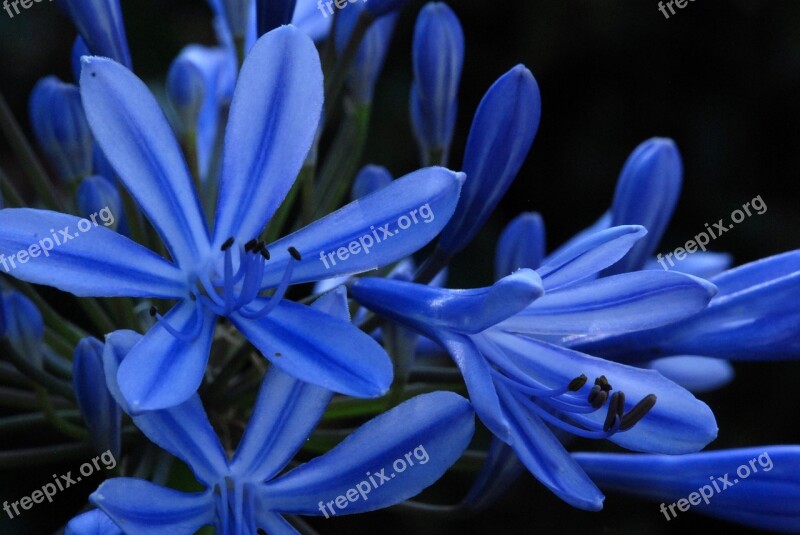 Flower Blue Nature Agapanthus Plant