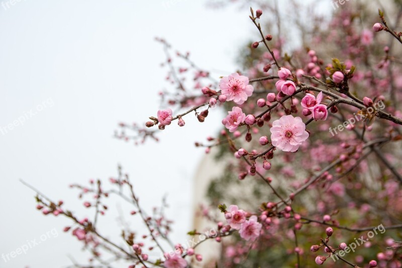 Flower Plum Blossom Red Flowers Free Photos