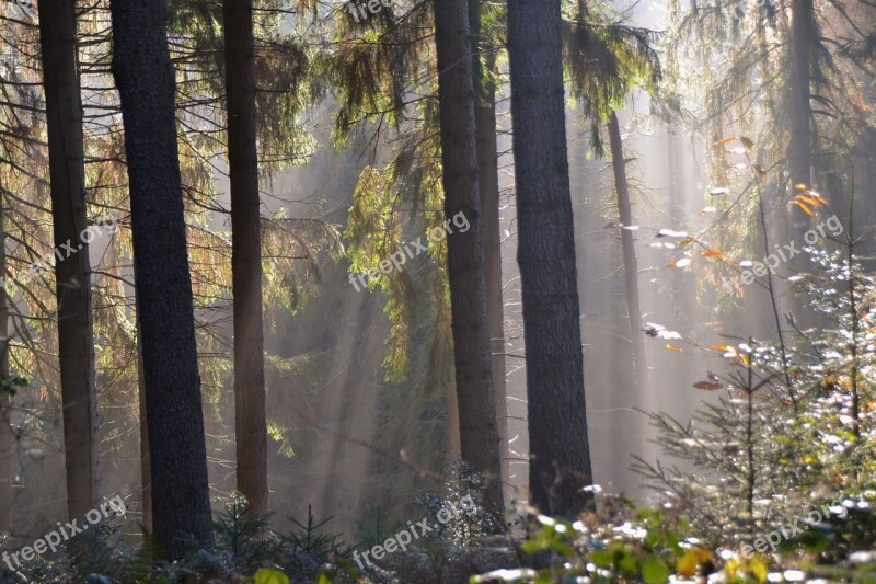 Sunbeam Forest Firs Atmosphere Free Photos