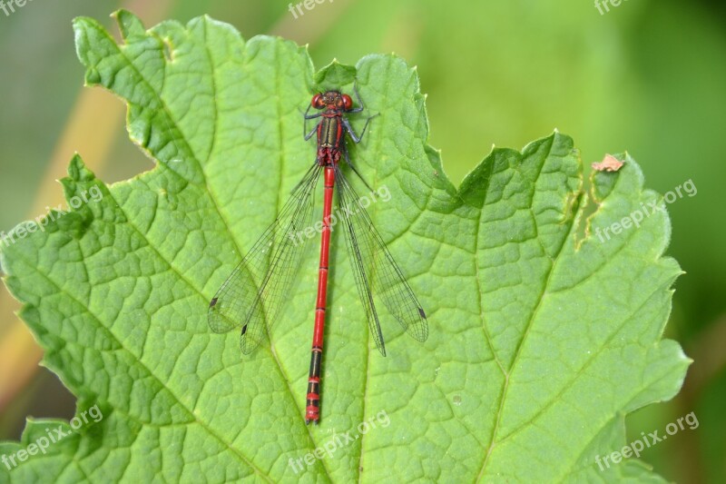 Dragonfly Red Leaf Red Dragonfly Wing