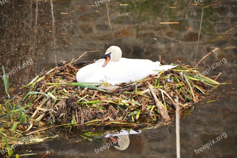 Swan Nest Swan's Nest Sweltering Swan Nature