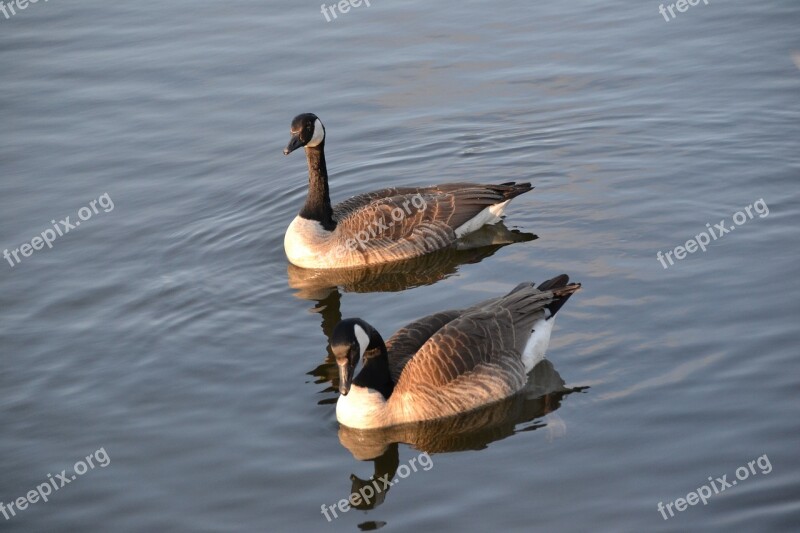 Goose Geese Bird Water Birds