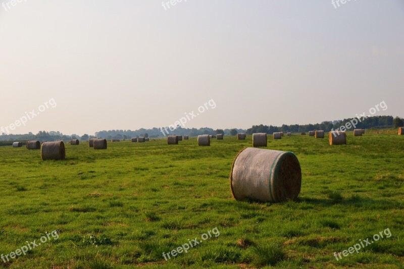 Hay Hay Bales Round Bales Harvest Free Photos