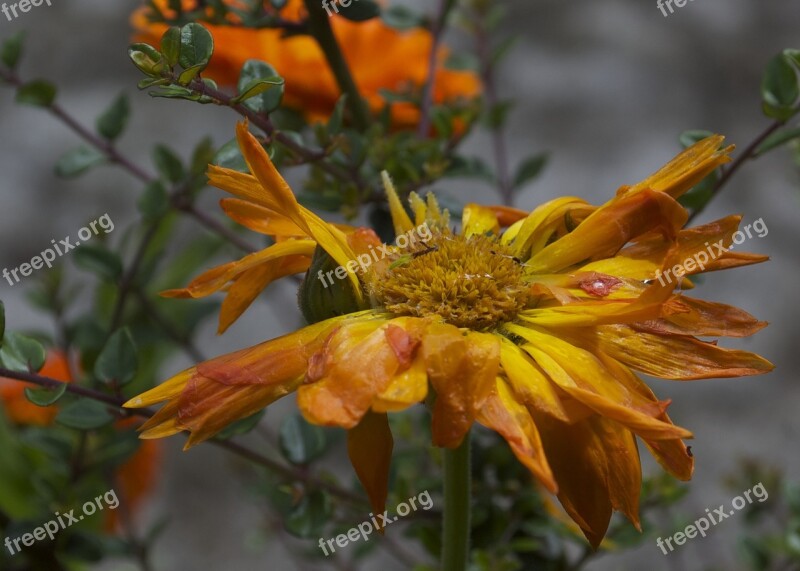 Decay Marigold Flower Green Decompose