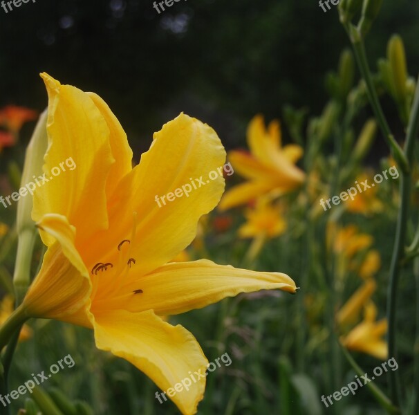 Flower Yellow Yellow Flowers Spring Petal