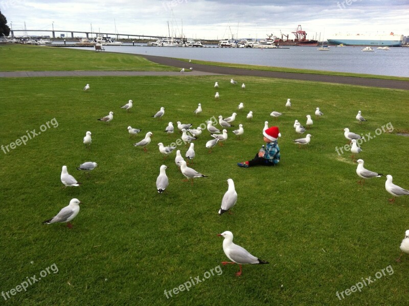 Seagull Picnic Park Shoreline Water