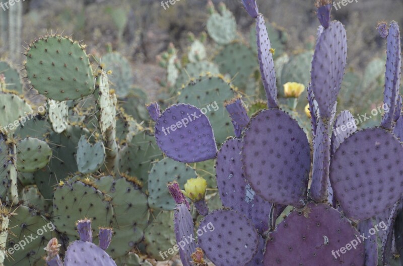 Prickly Pear Purple Green Flower Yellow