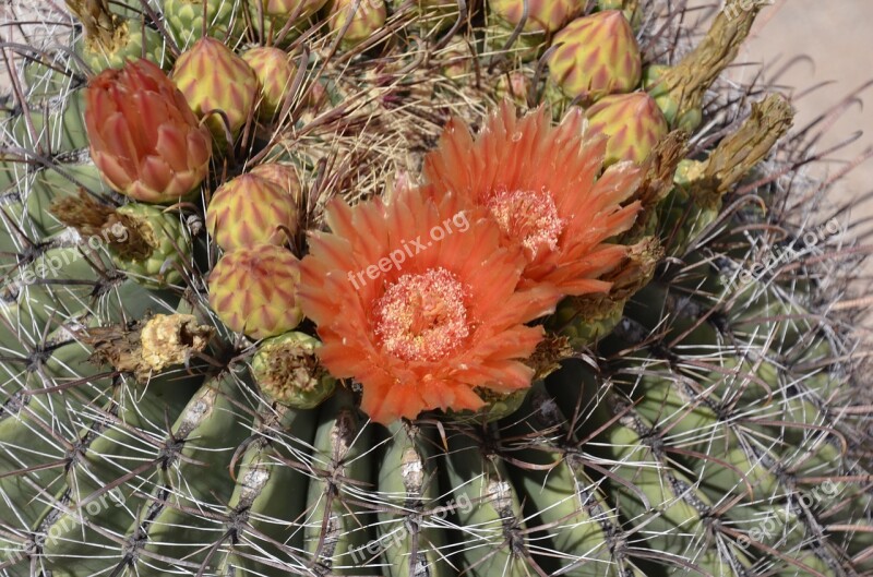 Barrel Cactus Orange Flower Bloom