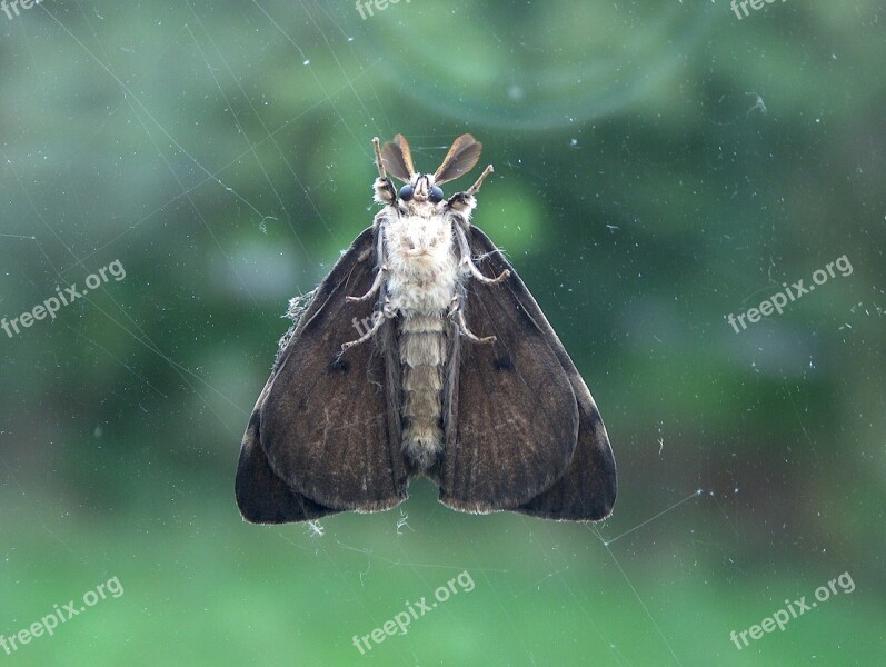 Bug Moth Glass Free Photos