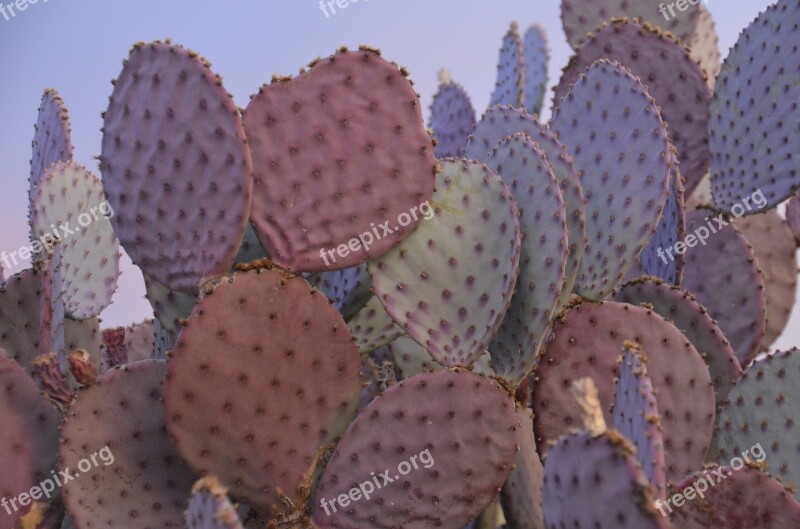 Purple Prickly Pear Cactus Desert Prickly