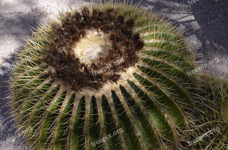 Golden Barrel Cactus Cactus Thorns Desert Tucson