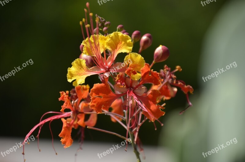 Flower Bird Of Paradise Mexican Bird Of Paradise Red Bird Of Paradise Arizona