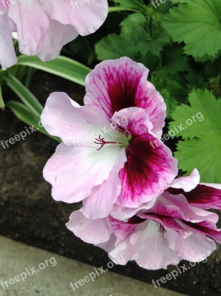 Pelargonium Zonale Pink Flower Nature Free Photos