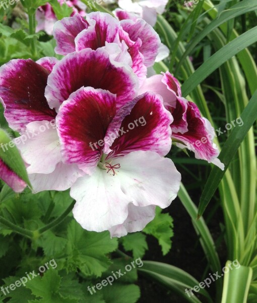 Pelargonium Zonale Pink Flower Nature Free Photos