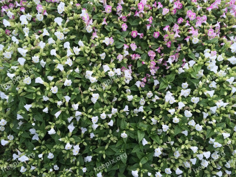 Flowers White Floret Pink Otsu Park