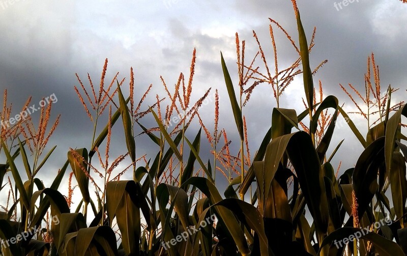 Corn Culture Agricultural Fields Epi