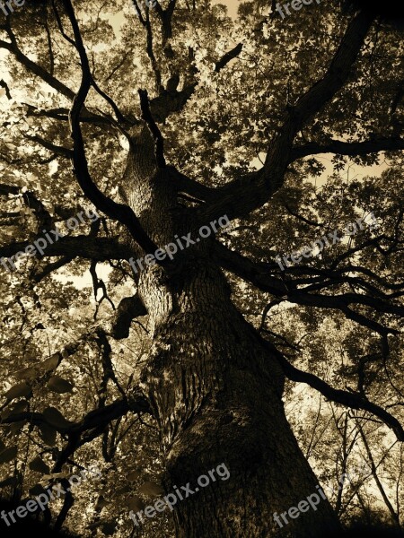 Fall Crooked Tree Nature Forest