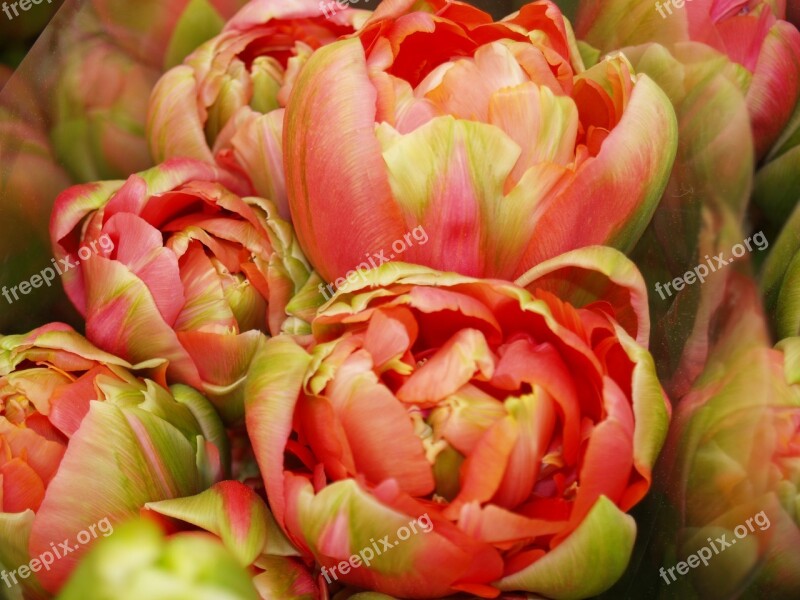 French Flowers Peony Blooming Summer