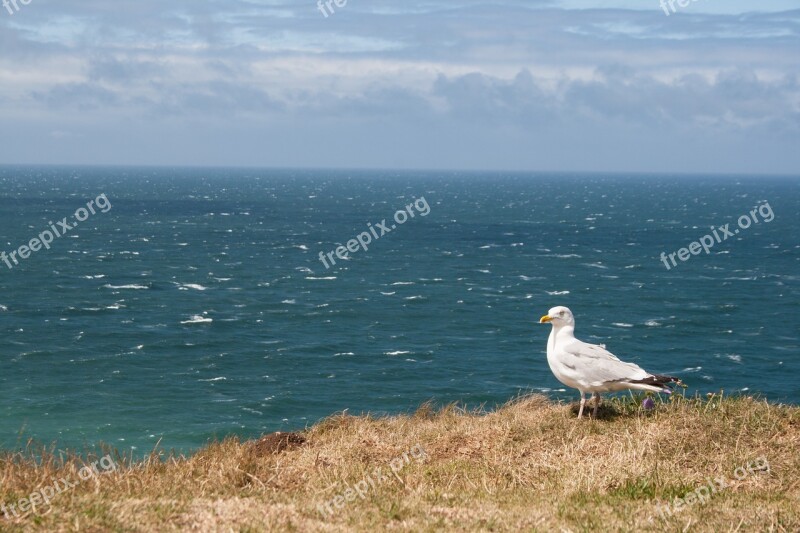 France Seagull Ocean Sky Coast