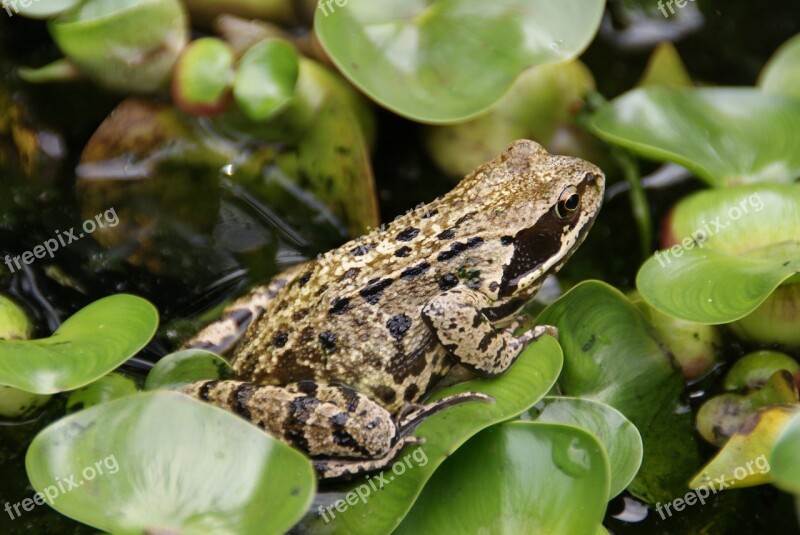 Amphibian Frog Water Plant Free Photos