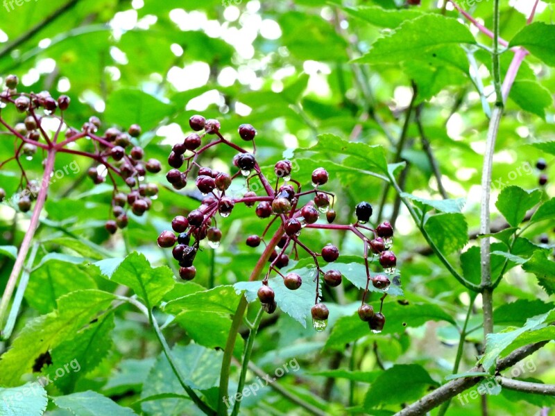 Berries Leaves Green Red Bush