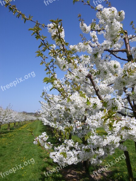 Cherry Blossom Cherry Trees Bloom Fruit Tree White