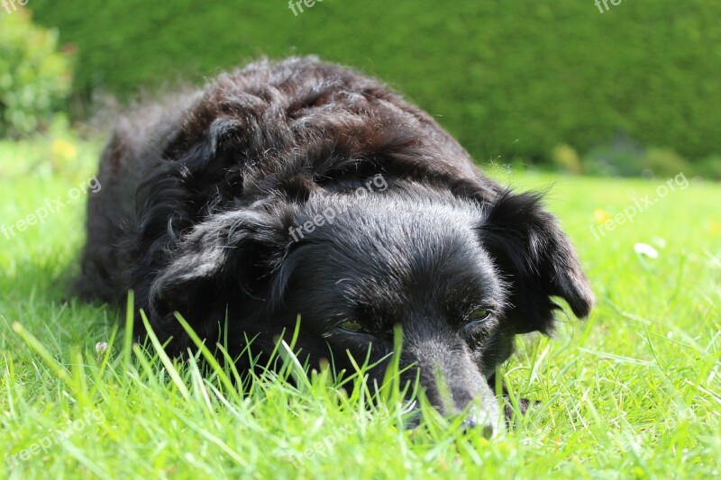 Dog Black Animal Hybrid Lying