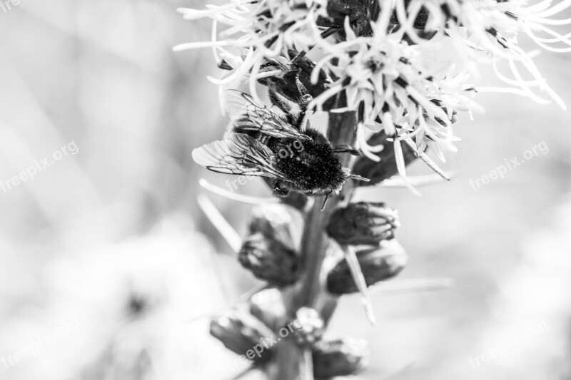 Liatris Spicata Splendor Notch Hummel Insect Shrub