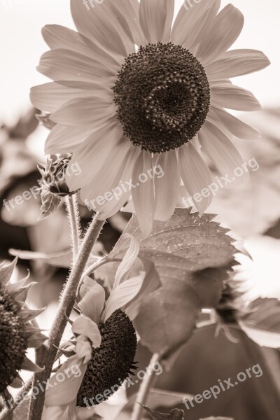 Sunflower Helianthus Annuus Blossom Bloom Close Up