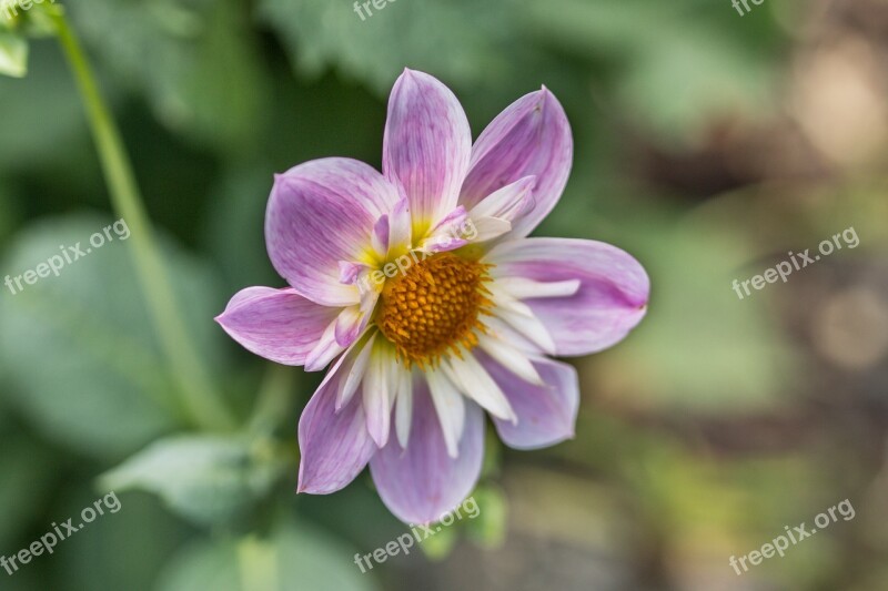 Dahlia Hortensis Dahlia Neck Frills-dahlia Blossom Bloom